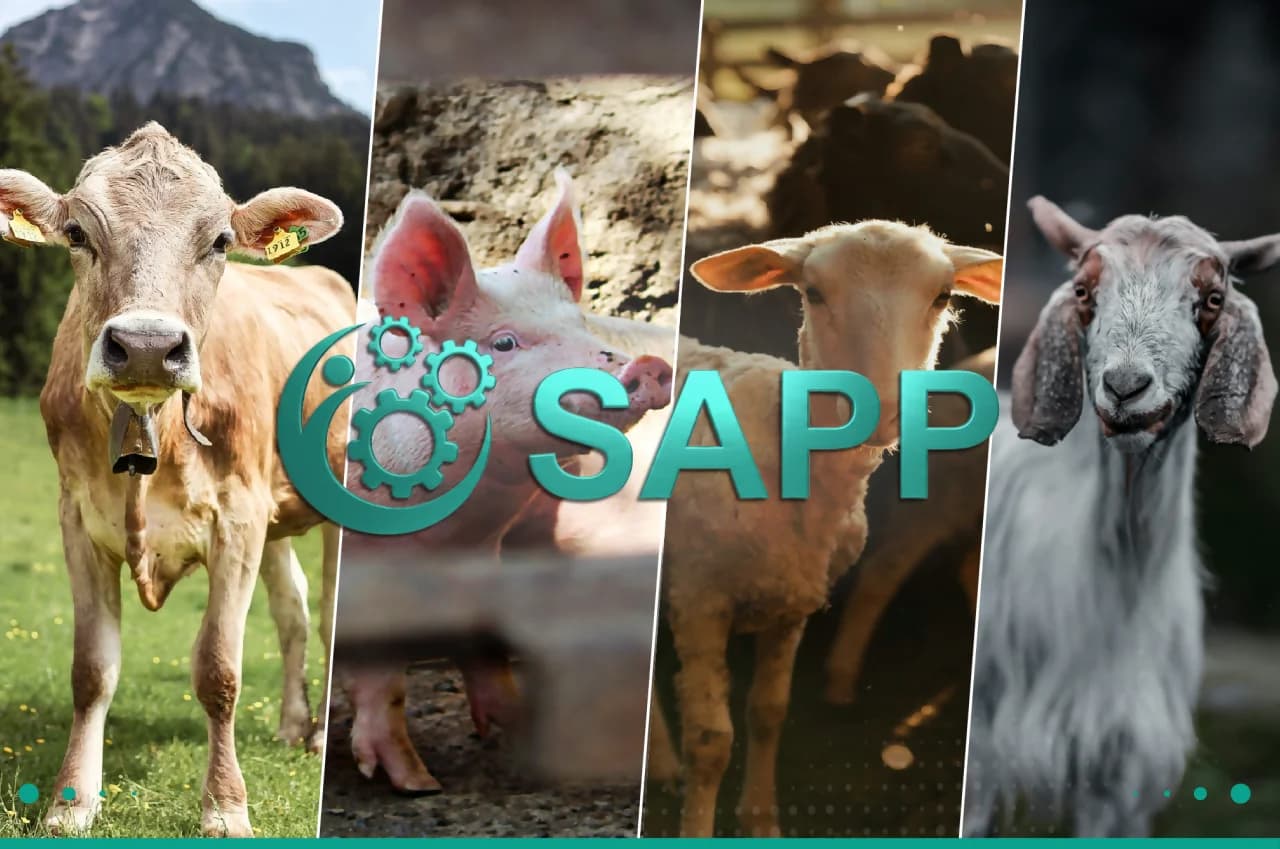 SAPP Login